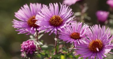 Sarı merkezli mor paskalya çiçekleri hafif bir esintide hafifçe sallanıyor