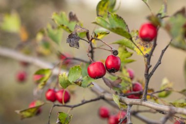 Krataegus monogyna 'nın kırmızı böğürtlenleri bulanık arka planda yetişiyor