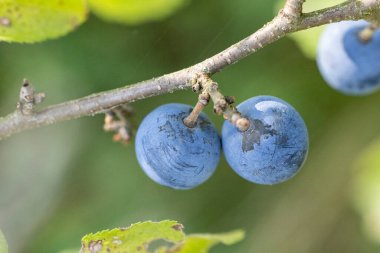 Branch of blackthorn is bearing ripe sloe berries in the sunshine clipart