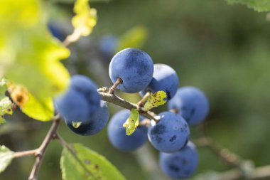 Blackthorn 'un dalı güneşte olgun yaban mersini taşıyor.