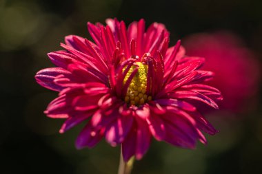 Sarı merkezli tek pembe kasımpatı bir bahçede çiçek açıyor.