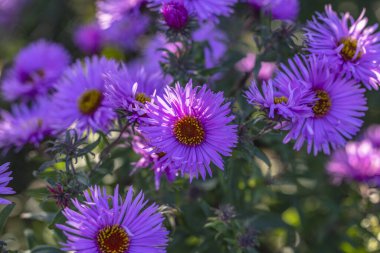 Sarı merkezli mor yeni İngiltere asterleri bir bahçede çiçek açıyor.