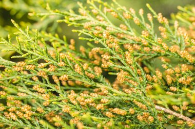 İlkbaharda polen konilerini gösteren doğu kırmızı sedir dallarını kapatın.