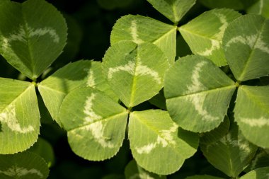 Yeşil yonca yaprakları baharda doğal bir zemin oluşturuyor.