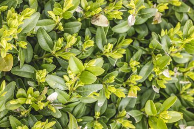 Bahar mevsiminde yaygın bir boxwood çitinde büyüyen yeni açık yeşil yapraklar.