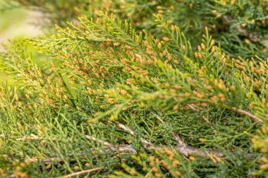 İlkbaharda polen konilerini gösteren doğu kırmızı sedir dallarını kapatın.