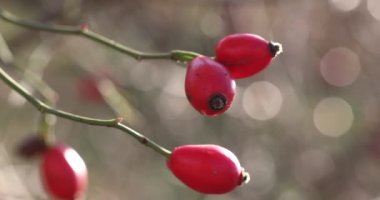 Çiçekli kırmızı gül kalçaları zarif bir şekilde sallanıyor hafif bir rüzgarda