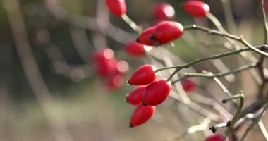 Çiçekli kırmızı gül kalçaları zarif bir şekilde sallanıyor hafif bir rüzgarda