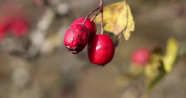 Bir daldaki kırmızı dutlar bulanık bir arka planla rüzgarda sallanıyor.
