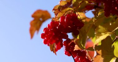 Parlak kırmızı böğürtlen kümesi, açık mavi gökyüzüne karşı, sonbaharın canlı renklerini ve doğanın cömertliğini sergiliyor.