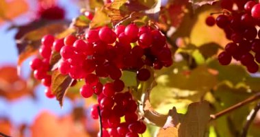 Kırmızı böğürtlen ve sonbahar yapraklarının yakın çekimi meltemde hafifçe hareket ediyor, güneş ışığıyla aydınlatılıyor, canlı sonbahar renkleri ve dokuları sergiliyor.