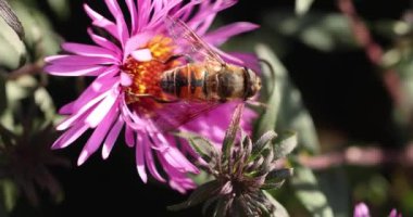 Arı verimli bir bahçede canlı bir mor çiçekten polen topluyor.