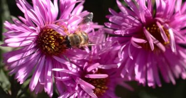 Arı verimli bir bahçede canlı bir mor çiçekten polen topluyor.