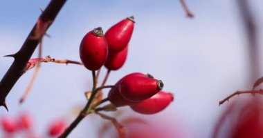 Kırmızı gül kalçaları yeşil ve sarı yapraklı bir dalda büyüyor.