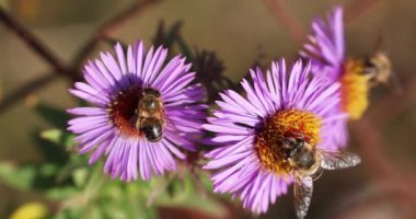 Bal arıları parlak turuncu merkezli canlı mor asterlere etkin olarak polenlerler.