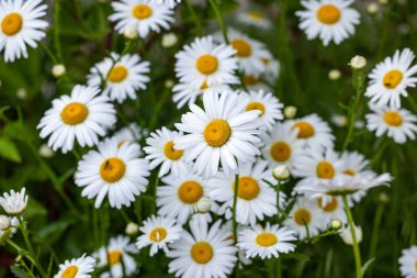 Beyaz papatya çiçekleri yaz bahçesinde çiçek açıyor.