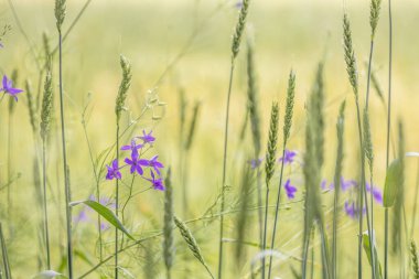 Mor çiçekler, güneşli bir günde yetişen tahıl tarlasına renk katar.