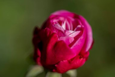 Yumuşak, narin yaprakları olan tek bir kırmızı gül tomurcuğu yaz bahçesinde çiçek açmaya başlıyor.
