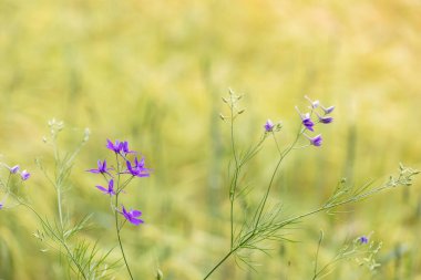Mor kır çiçekleri bir çiftlikte yetişen tahıl tarlasına renk katar.
