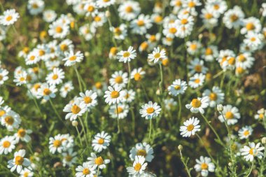 Arazi beyaz papatya çiçekleriyle kaplı, yaz güneşi altında çiçek açıyor.