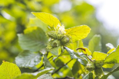 Yeşil yapraklarla çevrili bir dalda büyüyen fındıklar.