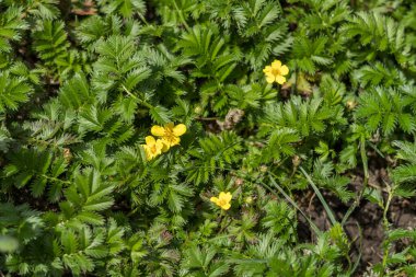 Yellow flowers of argentina anserina blooming among green leaves in springtime clipart