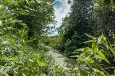 Yaban ördeği, yazın yemyeşil bitki örtüsüyle çevrili küçük bir nehrin yüzeyini kaplıyor.