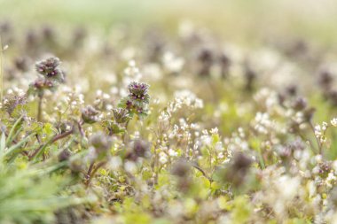 İlkbaharda bir alanda açan lamium purpureum ve capsella bursa-pastoris 'in yakın çekimi canlı bir renk gösterisi yaratıyor.
