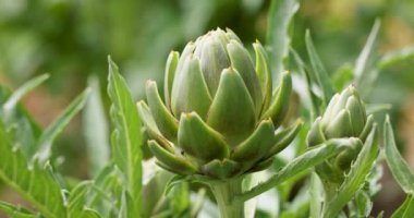 Bahçede büyüyen enginar bitkileri, canlı yeşil yaprakları büyüten bulanık bir arka plan içerir.