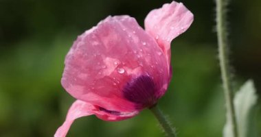 Pembe gelincik çiçeği, narin güzelliğini artıran su damlalarıyla bezenmiş rüzgarda hafifçe sallanır.