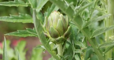 Bahçede yavaşça büyüyen bir enginarın canlı yeşil yapraklarını ve doğal güzelliğini gösteren yakın çekim görüntüsü.