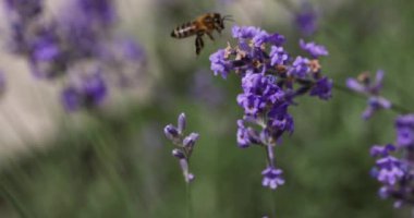 Bal arıları uçar ve tozlaşır mor lavanta çiçekleri doğanın bahçesinde güzel bir manzara yaratır.