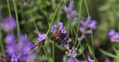 Bal arısı canlı lavanta çiçeklerinden polen topluyor, doğanın güzelliğini ve tozlaşmanın önemini gösteriyor