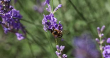 Bal arısı canlı lavanta çiçeklerinden polen toplar ve güzel bir bahçe ortamındaki tozlaşma sürecine katkıda bulunur.