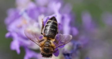 Bal arısı, polen toplarken lavanta çiçeğine konuyor. Doğanın güzelliğini ve tozlaşmanın önemini gösteriyor.