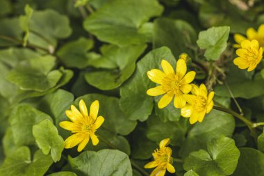 Parlak sarı daha az selandin çiçekleri yemyeşil yaprakların arasında çiçek açıyor, bahar mevsiminin yenilenmesinin özünü yakalıyor.