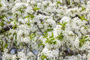 Kiraz ağacının dallarında açan güzel beyaz çiçekler baharda doğanın göz kamaştırıcı güzelliğini gözler önüne seriyor.