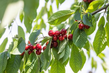 Olgun kırmızı kiraz kümeleri, güneşli bir meyve bahçesinde hasat için kiraz ağacı dalına asılır.