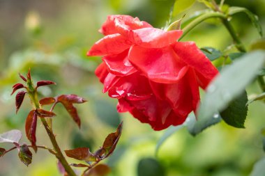Yağmurdan sonra taze ve canlı bir bahçedeki yağmur damlalarıyla kaplı güzel kırmızı gülün yakın çekimi.