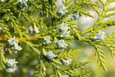 Lawson Selvi ağacının dalında yetişen olgunlaşmamış koni yavrularının yakın çekimi doğadaki yeni gelişimin hassas detaylarını gözler önüne seriyor.