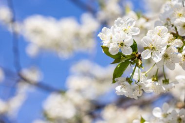 Açık mavi gökyüzüne karşı narin beyaz çiçeklerle açan kiraz ağacı dalı baharın özünü yakalıyor.