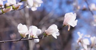 Çiçek açan beyaz manolya çiçekleri bir dalı süslüyor, açık mavi gökyüzüne karşı çarpıcı bir tezat oluşturuyor.
