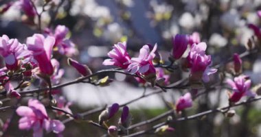 Canlı manolya çiçekleri yakalıyor bahar güneşi altında çiçek açıyor, yaprakların ve dalların yakın görüntüsüyle doğanın güzelliğini sergiliyor, dingin bir atmosfer yaratıyor.