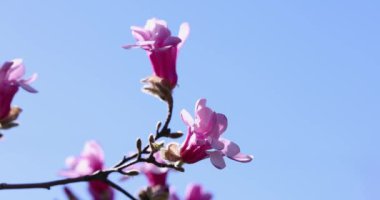 Çiçek açan pembe manolya çiçekleri, açık mavi gökyüzüne karşı çarpıcı bir kontrastlık yaratarak ilkbahar doğasının güzelliğini gözler önüne seriyor.