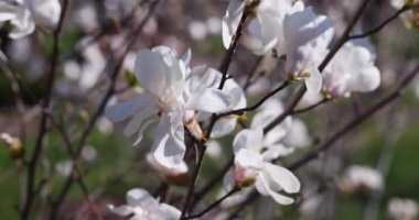 Beyaz manolya çiçekleri ılık bir bahar esintisinde hafifçe sallanıyor güneşli bir günde narin güzelliklerini sergiliyorlar.