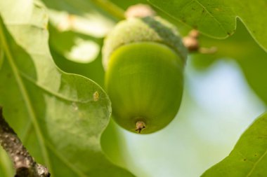 Bir meşe ağacının dalına asılmış tek bir yeşil meşe palamudunun yakını, canlı yeşil yapraklarla çevrili, doğal güneş ışığıyla aydınlatılmış.