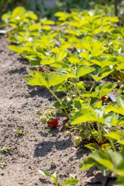 Canlı çilek bitkilerinin yakın çekimi ekili toprakta gelişiyor, olgunlaşmamış yeşil böğürtlenlerle birlikte olgun kırmızı böğürtlenler sergiliyor.