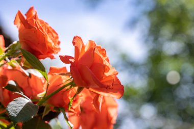 Berrak mavi gökyüzünün altında açan parlak turuncu güller bir yaz bahçesinin özünü yakalıyor.