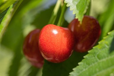 Üç kiraz ağacının dalından sarkan, koparılmaya hazır, olgun kırmızı kirazların yakın çekimi.