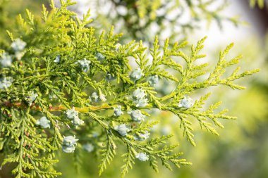 Ilık bahar güneşiyle aydınlatılan küçük koniler büyüyen bir batılı thuja dalına yakın plan.